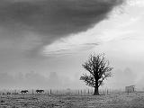 Lone Tree_14498BW